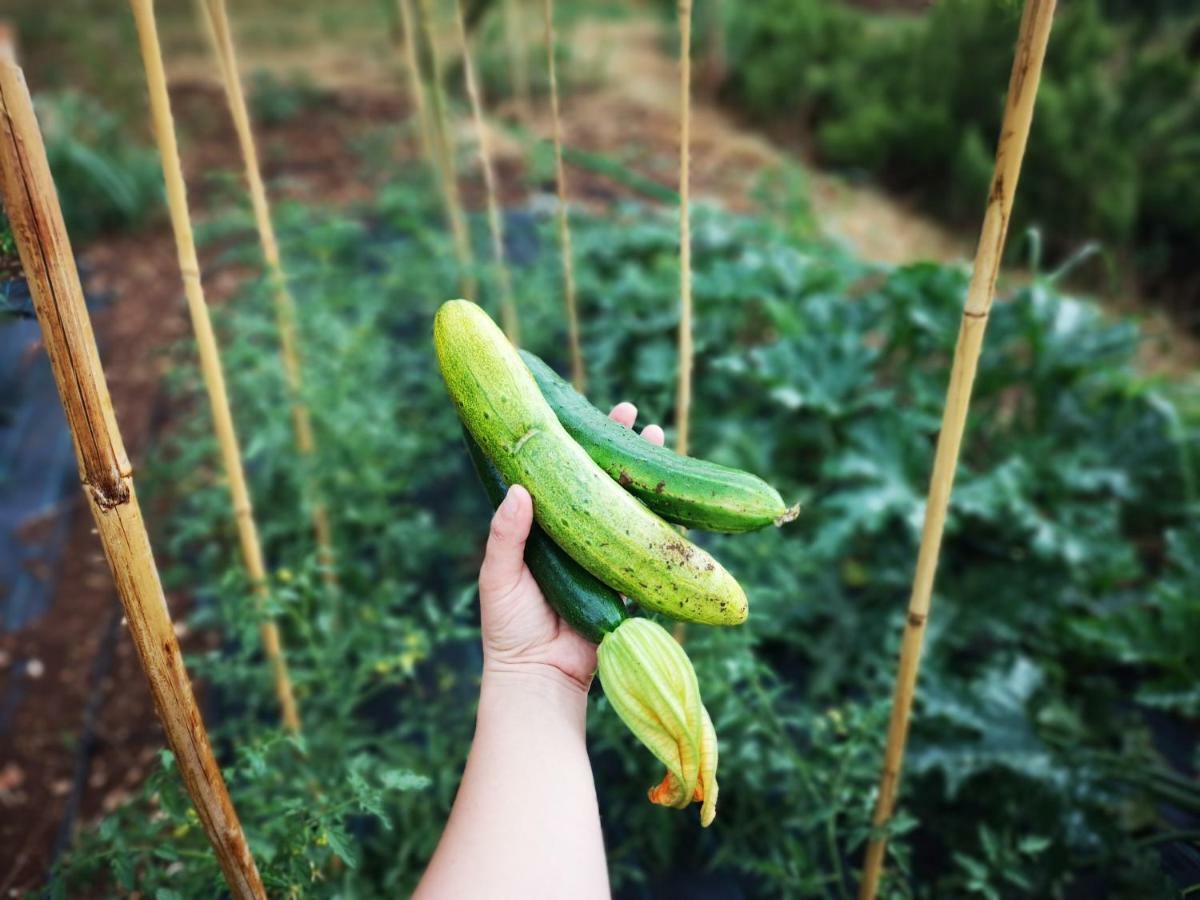 ורונה Agriturismo Bosco Magico מראה חיצוני תמונה